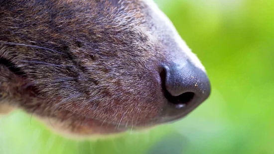 Tapir, Odd-toed Ungulate, Dog, Sea Lion, Ungulate, Hound