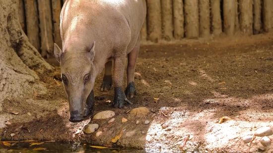 Tapir, Odd-toed Ungulate, Mammal, Ungulate, Wildlife, Wild