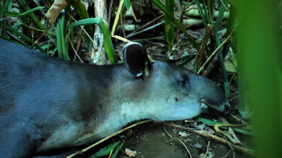 Tapir, Odd-toed Ungulate, Ungulate, Mammal, Placental, Wildlife