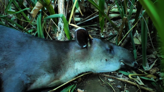 Tapir, Odd-toed Ungulate, Ungulate, Mammal, Placental, Wildlife