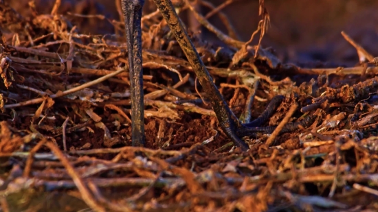 Tea, Dry, Herb, Leaf, Brown, Plant