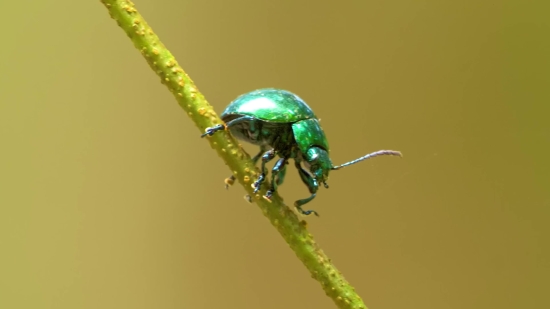 Tea Stock Video, Leaf Beetle, Beetle, Insect, Arthropod, Invertebrate