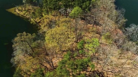 Tennis Stock Footage, Tree, Woody Plant, Forest, Vascular Plant, Landscape