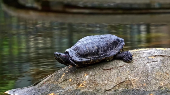 Terrapin, Turtle, Mud Turtle, Reptile, Slow, Shell