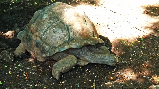 Terrapin, Turtle, Reptile, Slow, Shell, Tortoise