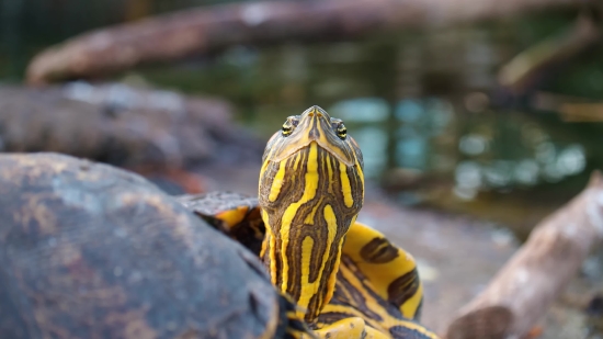 Terrapin, Turtle, Reptile, Wildlife, Eye, Shell