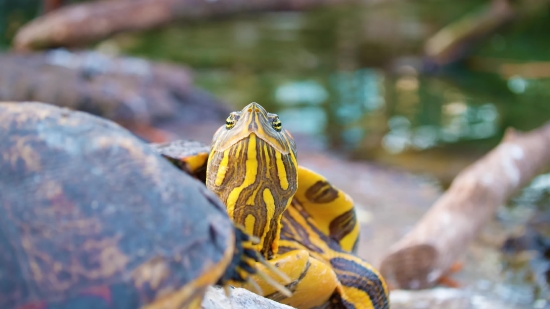 Terrapin, Turtle, Reptile, Wildlife, Shell, Slow