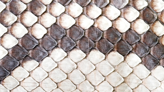 Texture, Pattern, Stone, Mollusk, Rough, Honeycomb