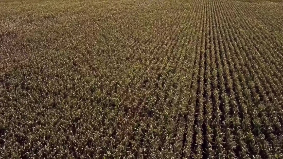 Texture, Pattern, Wheat, Surface, Material, Brown