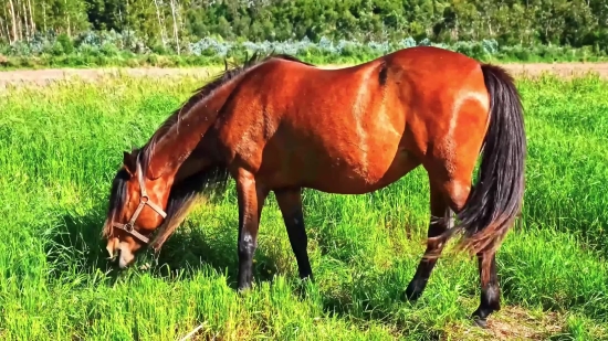 Thoroughbred, Horse, Horses, Farm, Grass, Pasture