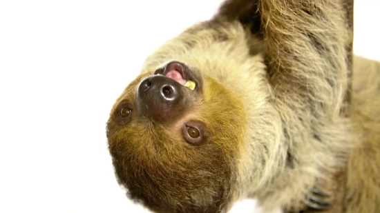 Three-toed Sloth, Mammal, Sloth, Monkey, Pet, Cute