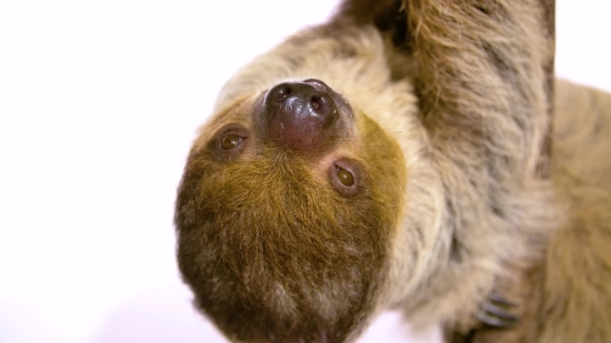 Three-toed Sloth, Sloth, Mammal, Monkey, Wildlife, Primate