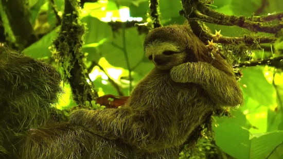 Three-toed Sloth, Sloth, Mammal, Wildlife, Wild, Monkey