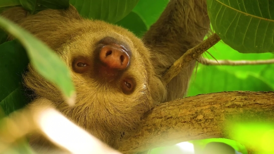 Three-toed Sloth, Sloth, Monkey, Mammal, Primate, Wildlife