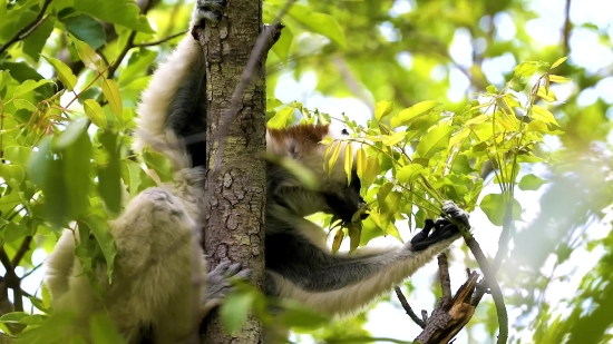 Three-toed Sloth, Sloth, Tree, Monkey, Mammal, Primate