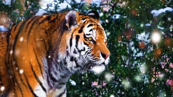 Tiger, Big Cat, Cat, Feline, Wildlife, Predator