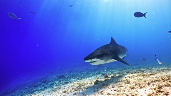 Tiger Shark, Shark, Fish, Ocean, Sea, Underwater