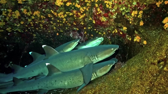 Tiger Shark, Shark, Fish, Sea, Underwater, Ocean