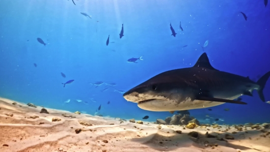 Tiger Shark, Shark, Ocean, Sea, Fish, Underwater