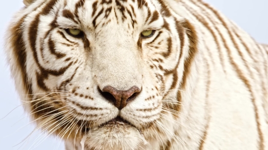 Tiger, White, Cat, Feline, Wildlife, Fur