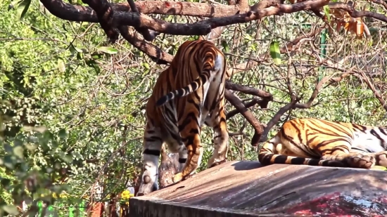 Tiger, Wildlife, Mammal, Wild, Cat, Feline