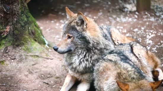 Timber Wolf, Wolf, Canine, Fur, Mammal, Wildlife