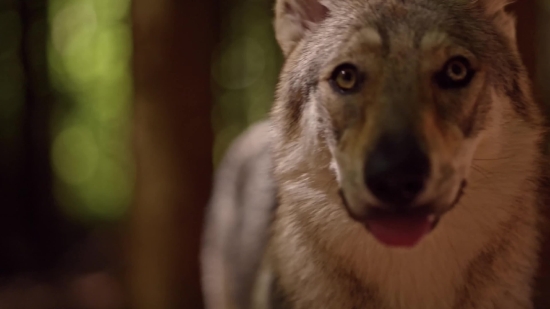 Timber Wolf, Wolf, Canine, Wildlife, Fur, Mammal