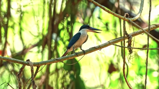 Toucan, Bird, Wildlife, Beak, Animal, Wing