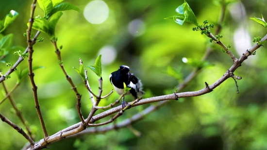 Tree, Bird, Branch, Plant, Woody Plant, Leaf