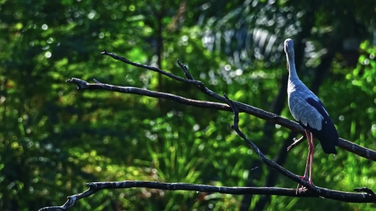 Tree, Bird, Dove, Woody Plant, Branch, Wildlife