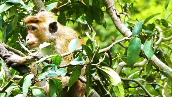 Tree, Bird, Monkey, Woody Plant, Plant, Branch