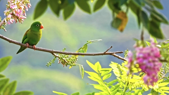 Tree, Bird, Plant, Leaf, Branch, Spring