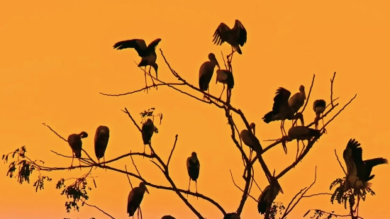 Tree, Branch, Sky, Silhouette, Bird, Snag