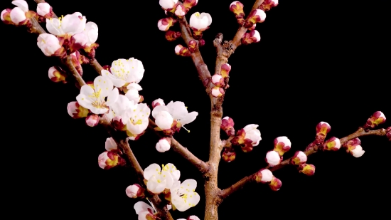 Tree, Branch, Spring, Blossom, Flower, Shrub