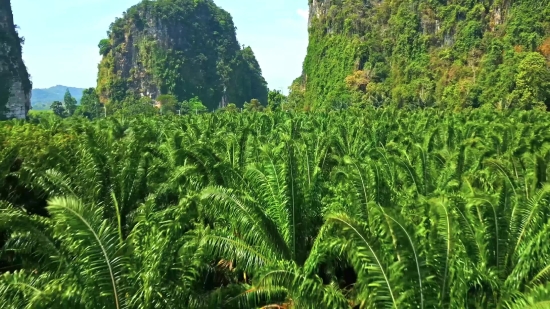 Tree, Fern, Plant, Vascular Plant, Forest, Woody Plant