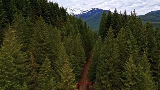 Tree, Fir, Forest, Landscape, Mountain, Trees