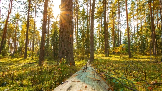 Tree, Forest, Autumn, Trees, Park, Woody Plant