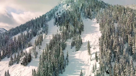 Tree, Forest, Fir, Snow, Winter, Landscape