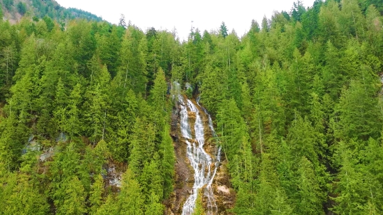 Tree, Forest, Landscape, Mountain, Woody Plant, River