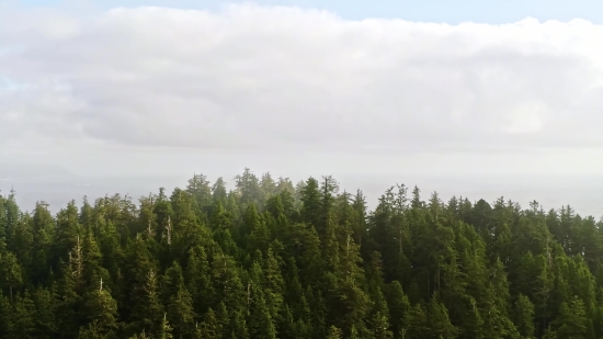 Tree, Forest, Landscape, Trees, Sky, Woody Plant