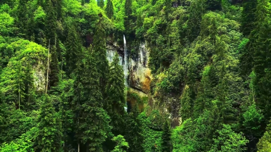 Tree, Forest, Landscape, Woody Plant, River, Mountain