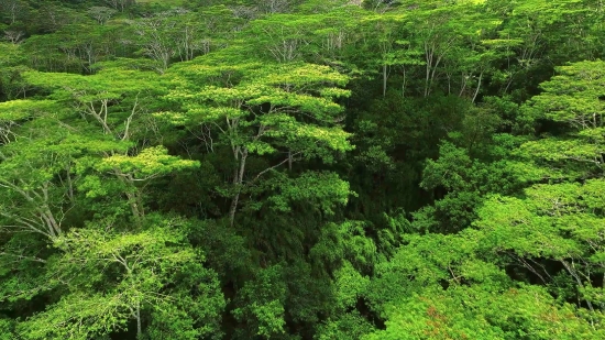 Tree, Forest, Plant, Vascular Plant, Landscape, Herb