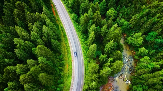 Tree, Forest, Road, Landscape, Mountain, Travel