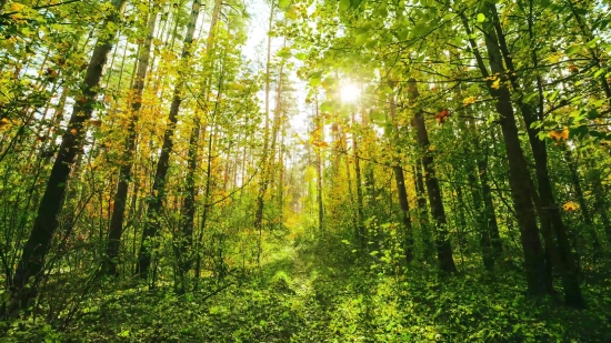 Tree, Forest, Woody Plant, Landscape, Park, Wood