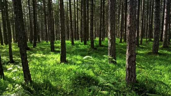 Tree, Forest, Woody Plant, Landscape, Trees, Plant