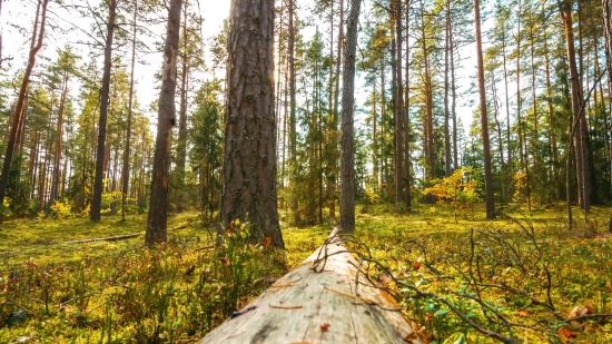 Tree, Forest, Woody Plant, Trees, Landscape, Autumn