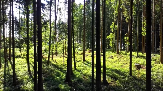 Tree, Forest, Woody Plant, Trees, Landscape, Woods