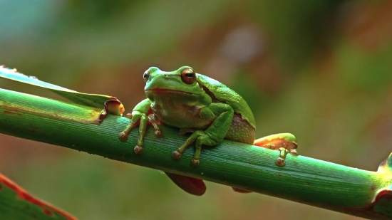 Tree Frog, Frog, Amphibian, Eye, Animal, Eyed