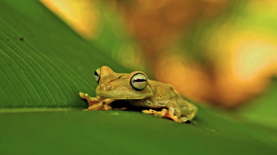 Tree Frog, Frog, Amphibian, Eye, Animal, Wildlife