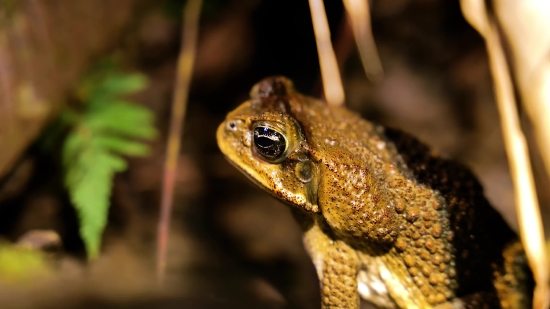 Tree Frog, Frog, Amphibian, Tailed Frog, Eye, Animal